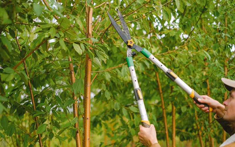Tree trimming in Prattsburgh, NY